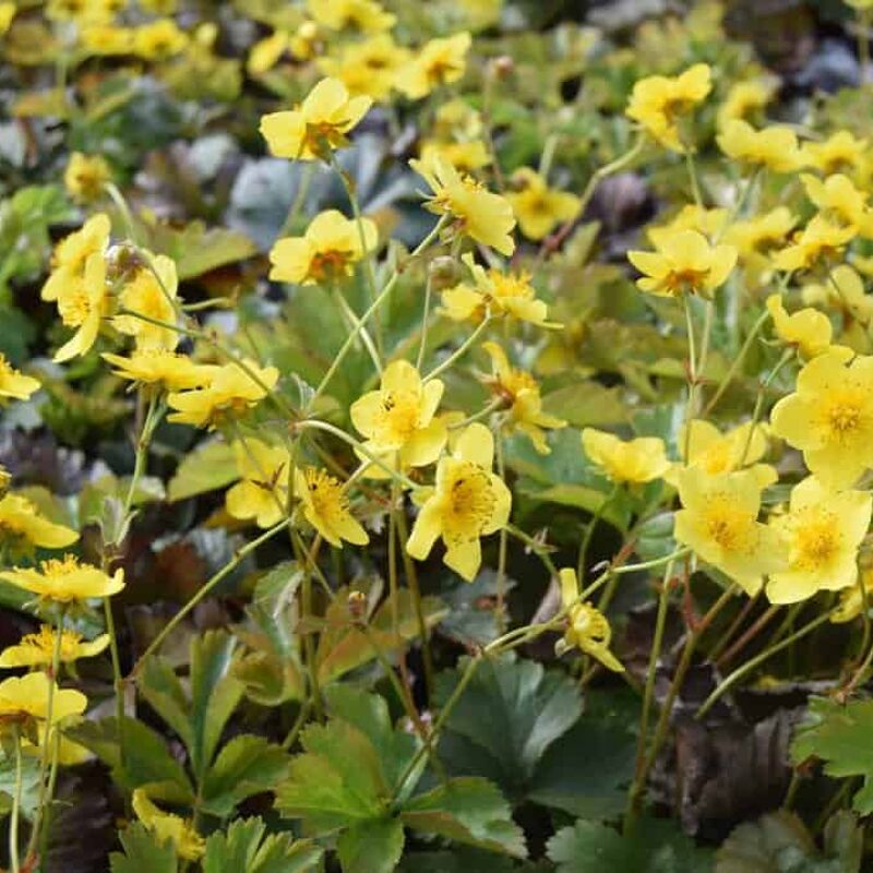 Waldsteinia ternata ---